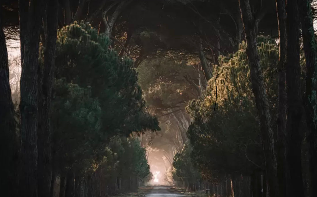 IMAGINATION IS A GATEWAY